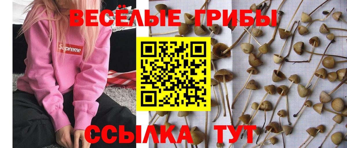 Галлюциногенные грибы ЛСД  Галлюциногенные грибы GOLDEN TEACHER  Вход с VPN  Сафоново 